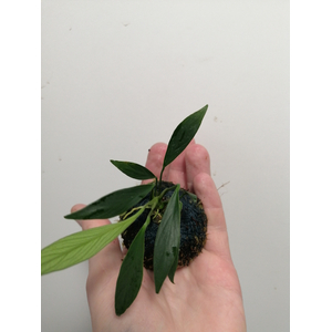 АНУБИАС на лаве КОНГЕНЗИС МИНИ / Anubias congensis mini