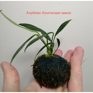 АНУБИАС на лаве КОНГЕНЗИС МИНИ / Anubias congensis mini