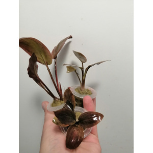 ЛАГЕНАНДРА КРАСНАЯ В ГОРШОЧКЕ - Lagenandra red