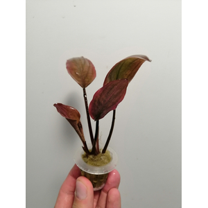 ЛАГЕНАНДРА КРАСНАЯ В ГОРШОЧКЕ - Lagenandra red