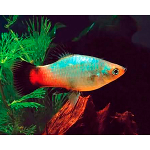 ПЕЦИЛИЯ РАДУЖНАЯ