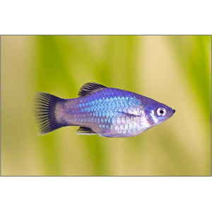 Пецилия голубая неоновая (Blue Platy Fish) — селекционная форма обыкновенной пецилии (Xiphophorus maculatus). Также известна как пецилия «Голубой неон» и пецилия «Голубая луна».