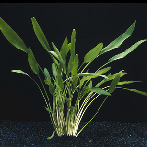 КРИПТОКОРИНА ЛЮЦЕНС НА КОЧКЕ Cryptocoryne lucens