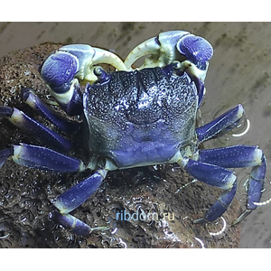 КРАБ СИНИЙ ПАУК - blue spider Metasesarma sp.