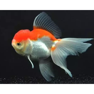 ОРАНДА КРАСНО-БЕЛАЯ