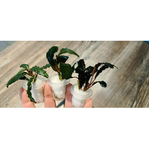 БУЦЕФАЛАНДРА АССОРТИ