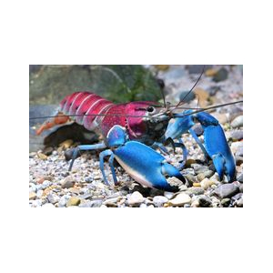 РАК ФИОЛЕТОВЫЙ - Cherax pulcher - Violet Crayfish