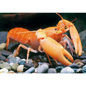 РАК БОЕСМАНА ОРАНЖЕВЫЙ - Orange Apricot Crayfish - Cherax boesemani