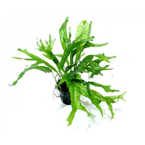 ПАПОРОТНИК МОЛОТ ТОРА - Microsorum pteropus Thor`s Hammer