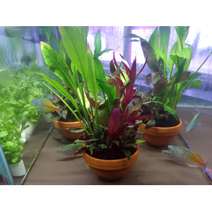 ОСТРОВОК КОЧКА В ГОРШКЕ С РАСТЕНИЯМИ МИКС 10-12 СМ