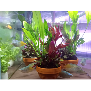 ОСТРОВОК КОЧКА В ГОРШКЕ С РАСТЕНИЯМИ МИКС 10-12 СМ