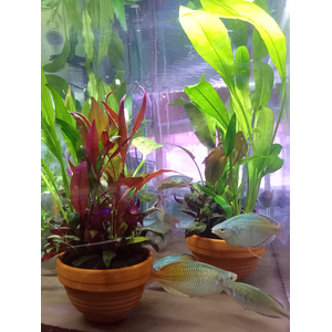 ОСТРОВОК КОЧКА В ГОРШКЕ С РАСТЕНИЯМИ МИКС 10-12 СМ