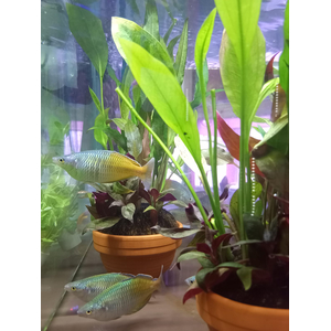 ОСТРОВОК КОЧКА В ГОРШКЕ С РАСТЕНИЯМИ МИКС 10-12 СМ