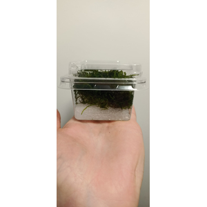 МОХ ТРЕУГОЛЬНЫЙ