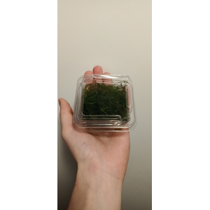 ЯВАНСКИЙ МОХ