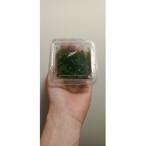 ЛОМАРИОПСИС В БАНОЧКЕ - Lomariopsis lineata