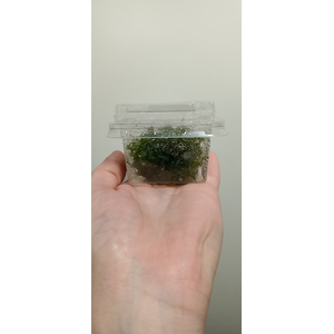 ЛОМАРИОПСИС В БАНОЧКЕ - Lomariopsis lineata