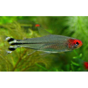 ТЕТРА РОДОСТОМУС
