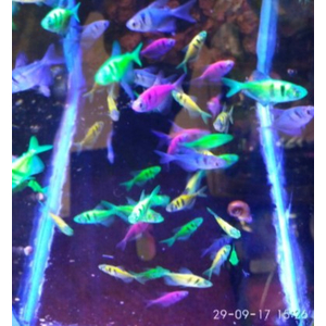 ТЕРНЕЦИЯ ГЛО С ПОЛОСКАМИ АССОРТИ