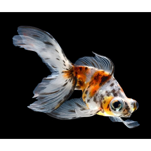 ТЕЛЕСКОП БАБОЧКА СИТЦЕВЫЙ