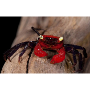КРАБ ВАМПИР КРАСНЫЙ ДЬЯВОЛ - Geosesarma vampir