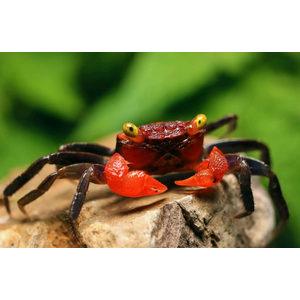 КРАБ ВАМПИР КРАСНЫЙ ДЬЯВОЛ - Geosesarma vampir