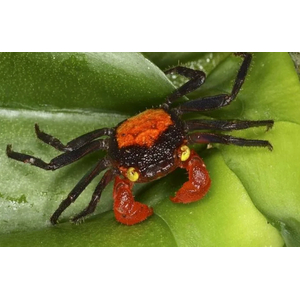 КРАБ ВАМПИР КРАСНЫЙ ДЬЯВОЛ - Geosesarma vampir