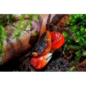 КРАБ ВАМПИР КРАСНЫЙ ДЬЯВОЛ - Geosesarma vampir