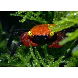 КРАБ ВАМПИР КРАСНЫЙ ДЬЯВОЛ - Geosesarma vampir