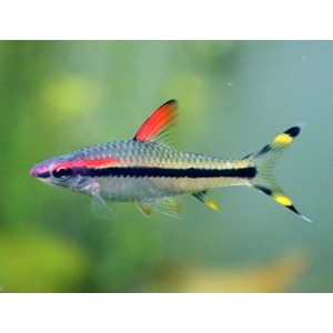 Барбус Денисони (Sahyadria denisonii) — вид пресноводных рыб семейства карповых. Назван в честь Уильяма Томаса Денисона (1804–1871), губернатора города Мадрас (Индия) с 1861 по 1866 год.