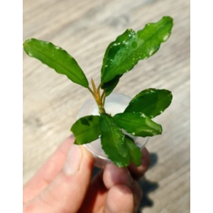 БУЦЕФАЛАНДРА АССОРТИ