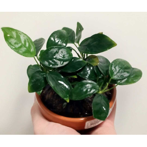 АНУБИАС В ГЛИНЯНОЙ ЧАШЕ