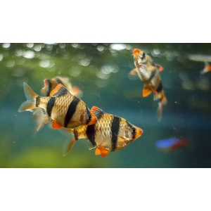 Tiger Barb (Puntius tetrazona) — аквариумная рыбка, которую также называют суматранским барбусом или тигровым барбусом.