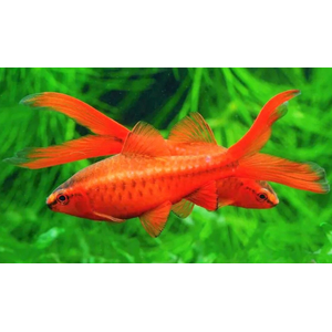 Барбус вишнёвый (лат. Puntius titteya) — вид лучепёрых рыб из семейства карповых. Название получил за насыщенный вишнёвый цвет тела, который особенно ярким становится у самцов во время нереста.