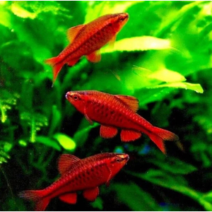 Барбус вишнёвый (лат. Puntius titteya) — вид лучепёрых рыб из семейства карповых. Название получил за насыщенный вишнёвый цвет тела, который особенно ярким становится у самцов во время нереста.