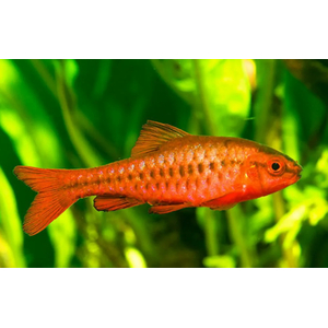 Барбус вишнёвый (лат. Puntius titteya) — вид лучепёрых рыб из семейства карповых. Название получил за насыщенный вишнёвый цвет тела, который особенно ярким становится у самцов во время нереста.