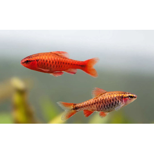 Барбус вишнёвый (лат. Puntius titteya) — вид лучепёрых рыб из семейства карповых. Название получил за насыщенный вишнёвый цвет тела, который особенно ярким становится у самцов во время нереста.