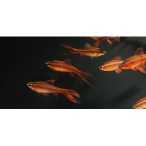 Барбус вишнёвый (лат. Puntius titteya) — вид лучепёрых рыб из семейства карповых. Название получил за насыщенный вишнёвый цвет тела, который особенно ярким становится у самцов во время нереста.