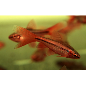 БАРБУС ВИШНЕВЫЙ ВУАЛЕВЫЙ