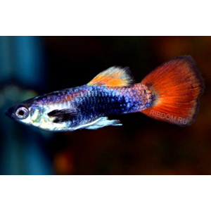 ГУППИ МОСКВА