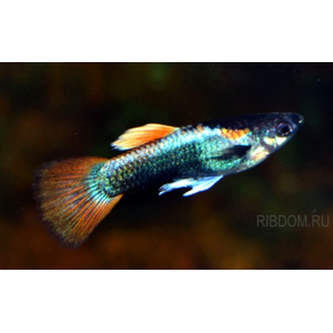 ГУППИ МОСКВА