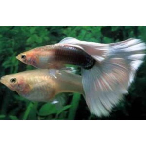 ГУППИ КАНАДСКИЙ (самец/самка)