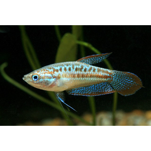 Trichopsis pumila — научное название карликового гурами (пумилы) — вида лабиринтовых рыб из семейства макроподовых.