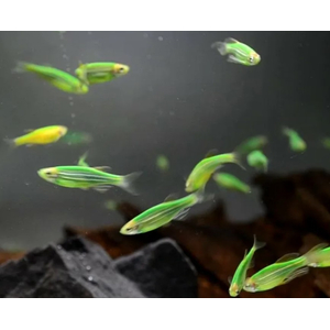 ДАНИО ГЛО МЯТНЫЙ