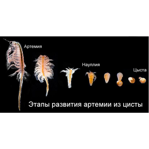 АРТЕМИЯ НАУПЛИИ 50г замороженные для кормления малька