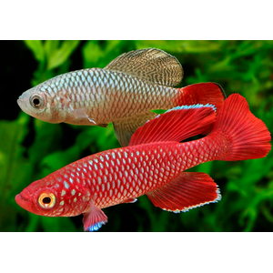 НОТОБРАНХИУС КОРТХАУС КРАСНЫЙ