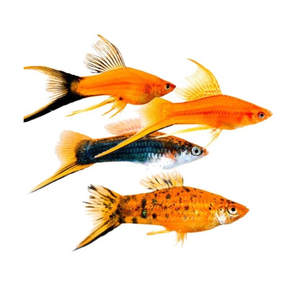 МЕЧЕНОСЕЦ - Xiphophorus