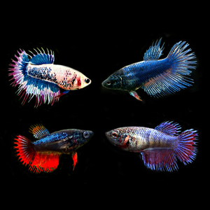 КУРОЧКА КОРОНА АССОРТИ