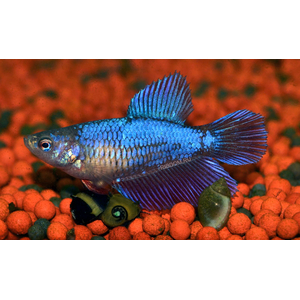 КУРОЧКА СУПЕР ДЕЛЬТА АССОРТИ