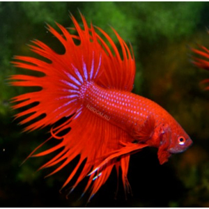 ПЕТУШОК КОРОНА КРАСНЫЙ